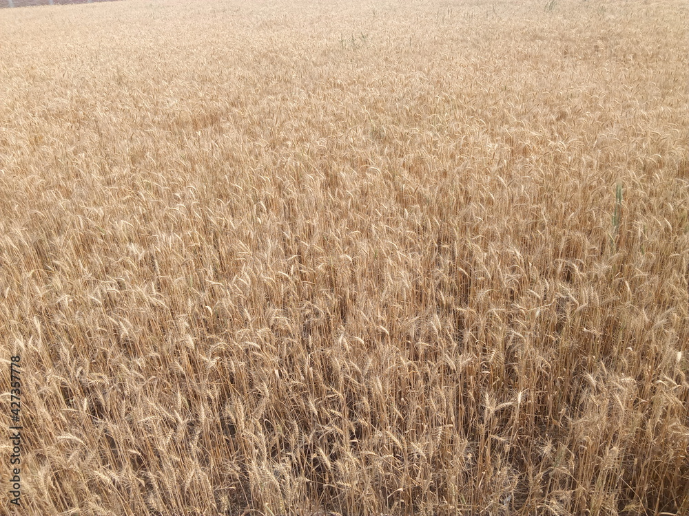 It's a agricultural wheat field image. It's a agricultural wheat field image.