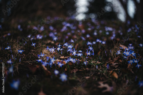 Spring flowers  © Arielle