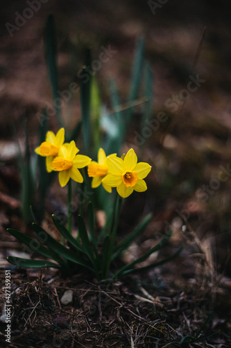 Spring flowers 