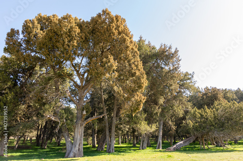 Juniper trees in the forest in Calatanazor, Soria, Spain photo