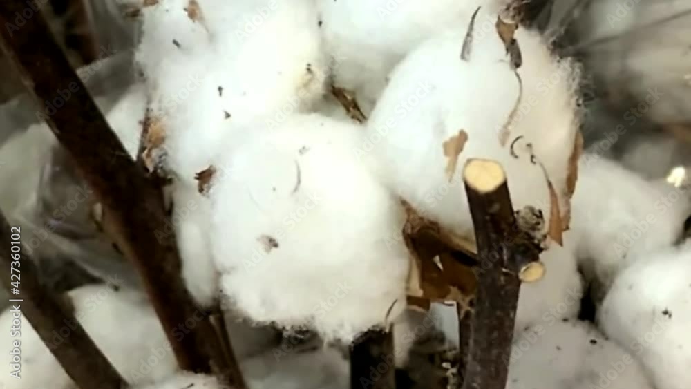 A close up of ripe cotton bolls on branches that is ready to harvest. HD A close up of ripe cotton bolls on branches that is ready to harvest. HD