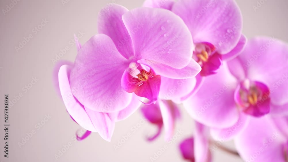 beautiful purple Phalaenopsis orchid flowers, on white background beautiful purple Phalaenopsis orchid flowers, on white background