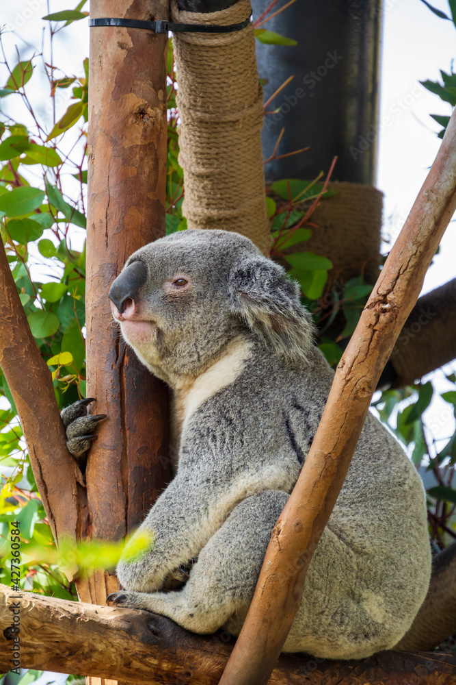 Fototapeta premium close up sloth has a rest on the branch