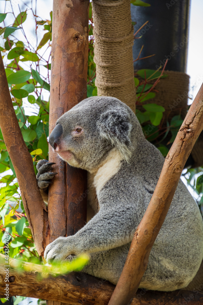 Obraz premium close up sloth has a rest on the branch