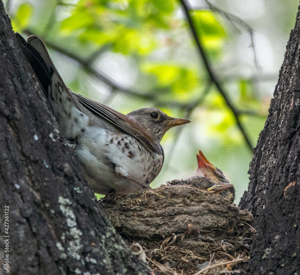 Naklejka premium Thrush fieldfare, Turdus pilaris, in a nest with chicks