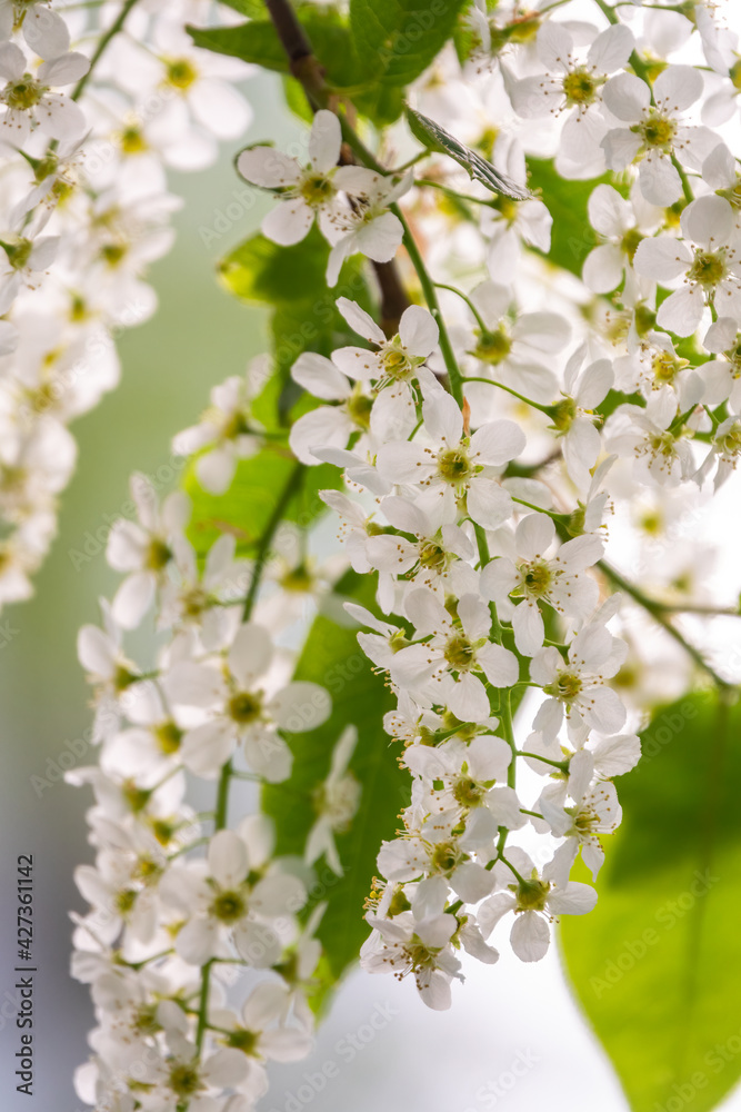 White flowers blooming bird cherry. Close-up of a Flowering Prunus padus Tree with White Little Blossoms White flowers blooming bird cherry. Close-up of a Flowering Prunus padus Tree with White Little Blossoms