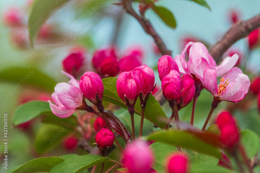 Fresh pink flowers of a blossoming apple tree with blured background Fresh pink flowers of a blossoming apple tree with blured background