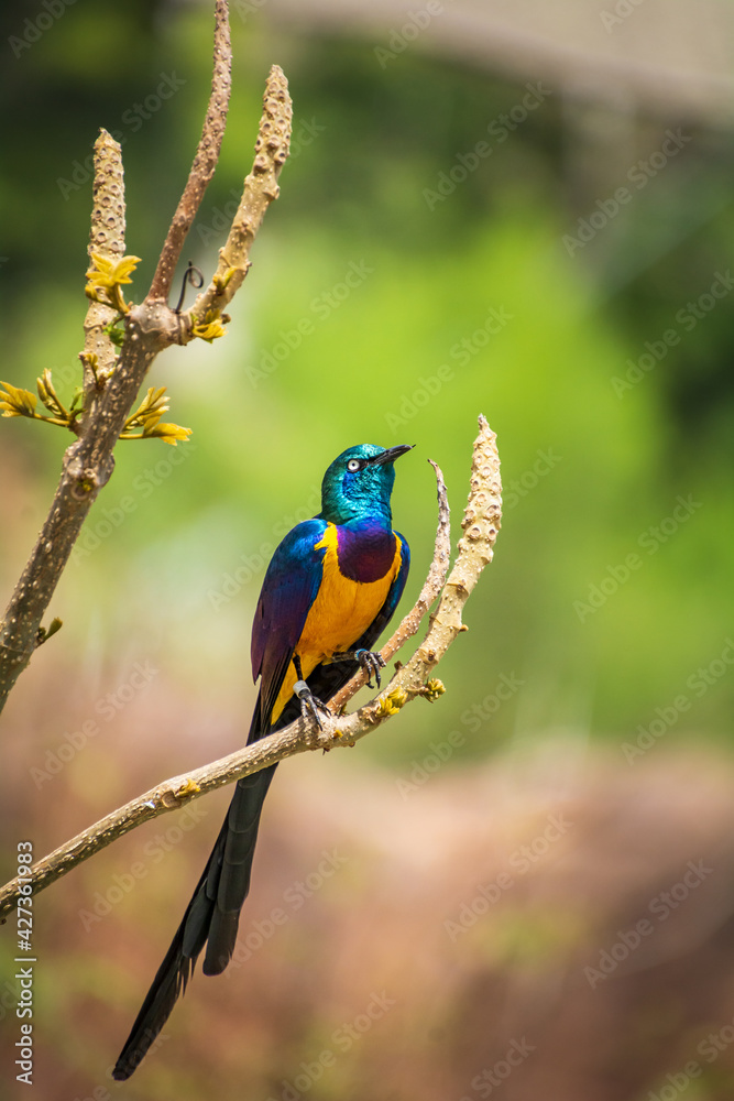 Fototapeta premium close up wild bird with all details with background blurred
