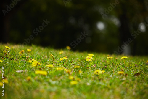 Fototapeta Naklejka Na Ścianę i Meble -  春の公園の芝生に咲いているタンポポの花の風景