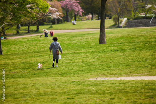 春の公園で犬を連れて散歩している女性の姿