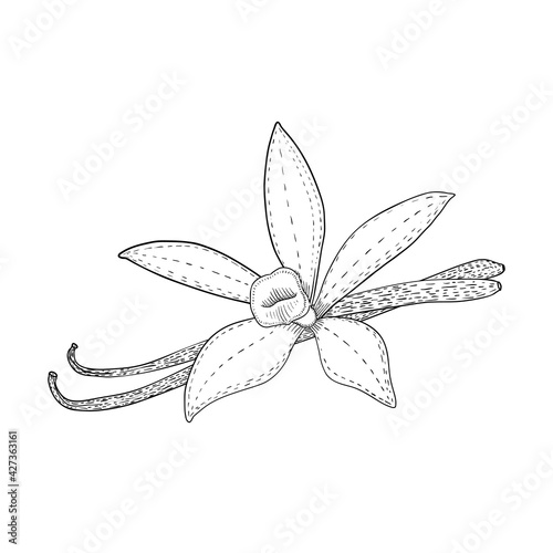 Vanilla flower and dried pods, hand drawn sketch vector illustration, vintage engraving isolated on white background.