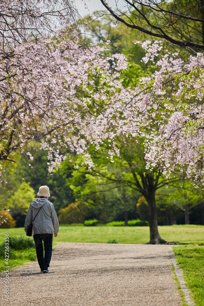 春の桜満開の公園で花見しているシニア女性の姿