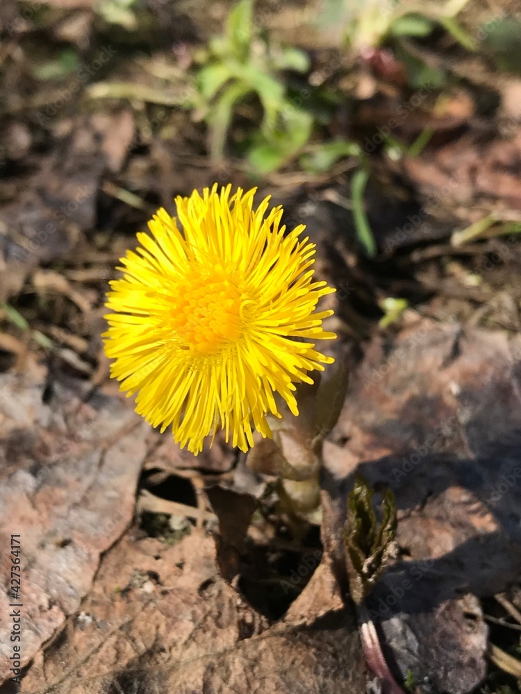 flower, yellow, nature, dandelion, spring, plant, coltsfoot, grass, flowers, green, macro, blossom, flora, herb, summer, meadow, flower, yellow, nature, dandelion, spring, plant, coltsfoot, grass, flowers, green, macro, blossom, flora, herb, summer, meadow,