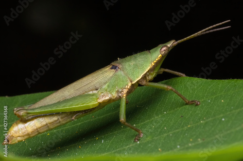 green katydid standing on green leaf