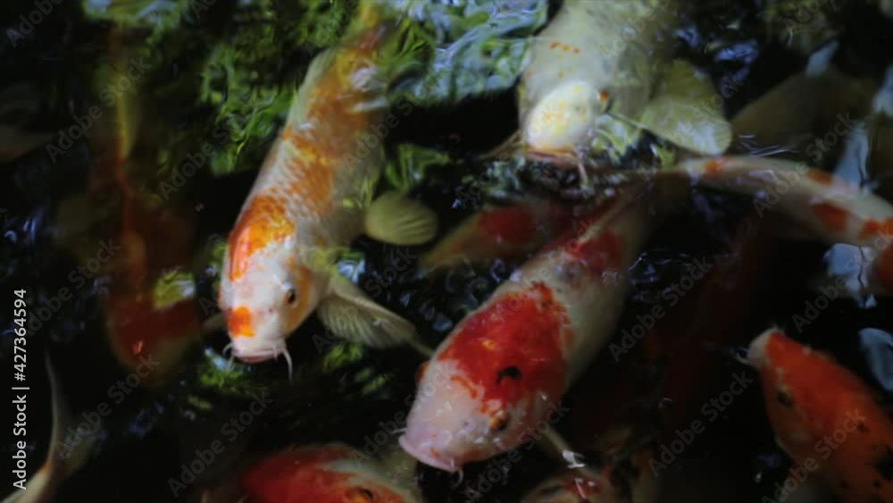 Colorful fancy carp fish, koi fish Colorful fancy carp fish, koi fish