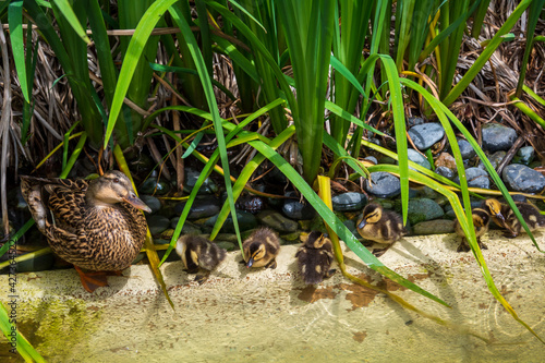 baby duck swim in the green water