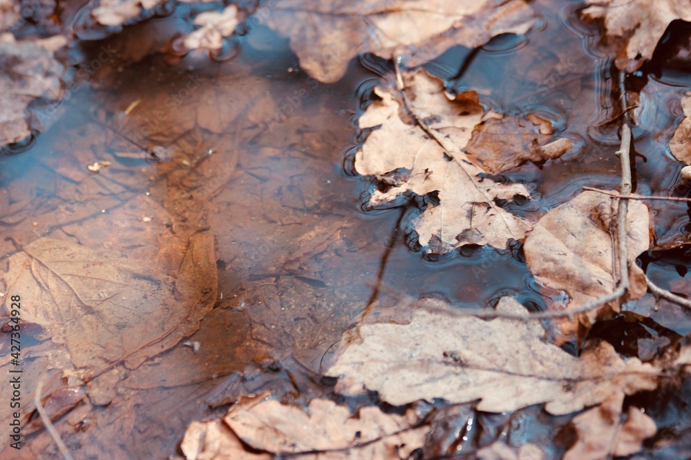 Leaves in a puddle in a spring park