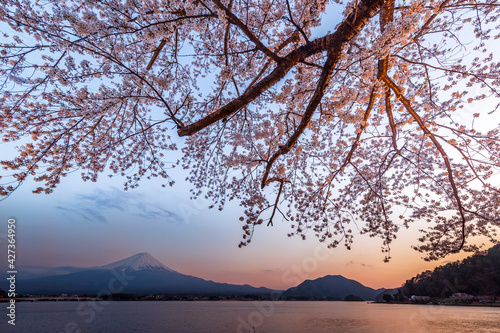 Japanese cherry blossoms at the lake overlooking Mount Fuji in Japan