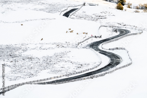 Aerial view of long winding black road through mountain range snow covered landscape. Looking down on sheep and fence in icy conditions all alone winter alpine conditions. Drone shot of curves hills photo