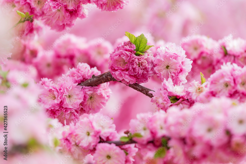 Double plum elm in spring bloom Double plum elm in spring bloom