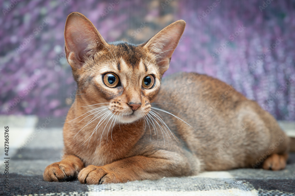 Very beautiful Abyssinian cat, kitten on the background of a lavender field