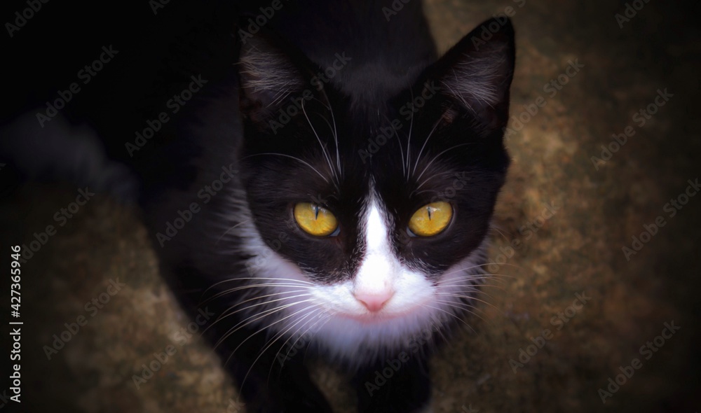 Obraz premium Black cat portrait
