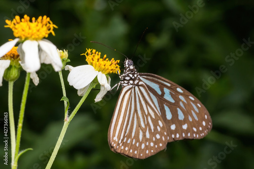 beautiful butterfly in nature © ZAIRIAZMAL