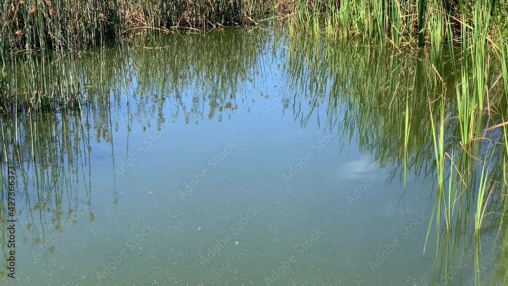 Reeds bulrushes reflections in the murky vlei water of Zeekoevlei , pond or lake Reeds bulrushes reflections in the murky vlei water of Zeekoevlei , pond or lake