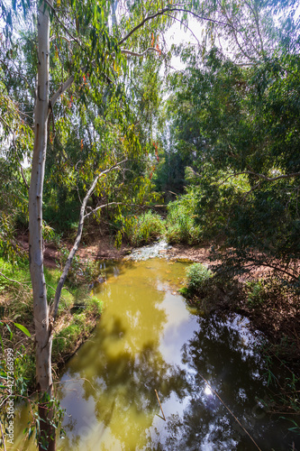 Water flows in the Yarkon River between tall eucalyptus trees, near Petah Tikva, Israel photo