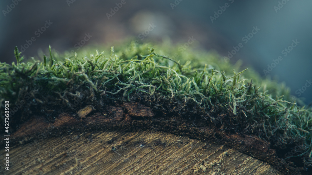 Fototapeta premium moss on the grass