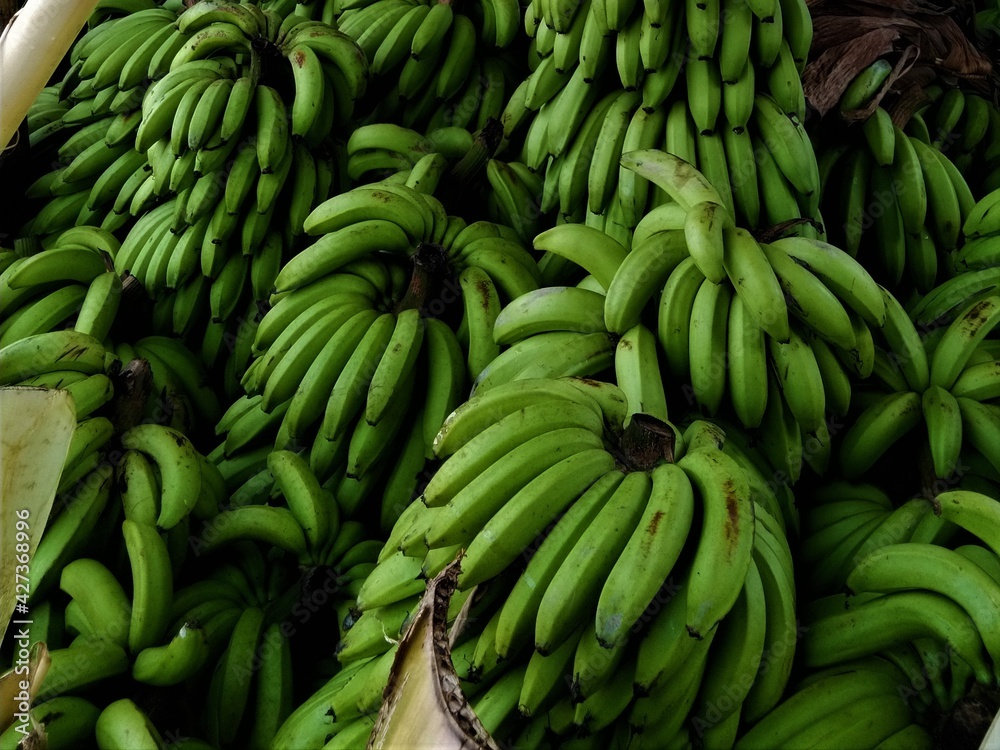 Bunch of green bananas in South Sumatera, Indonesia (Pisang Ambon)