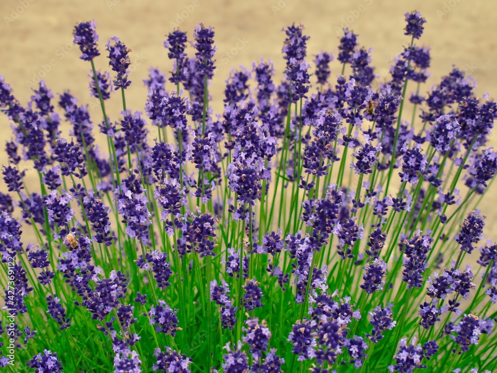 Naklejka premium ラベンダー