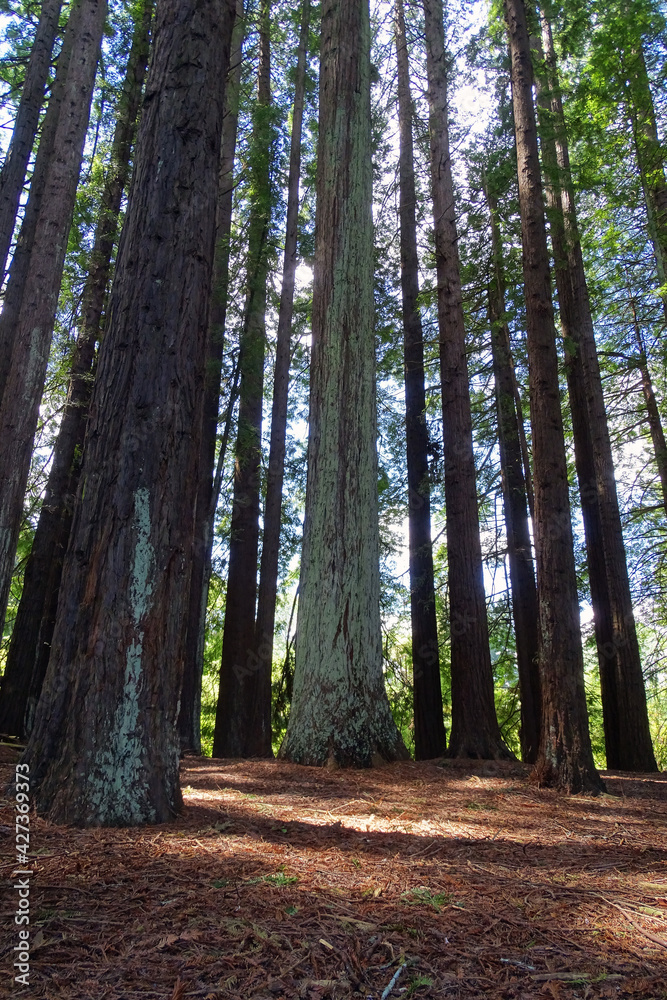 Fototapeta premium Tall trees with lime bark