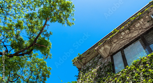 Modern house with creeping vines under bright blue sky 