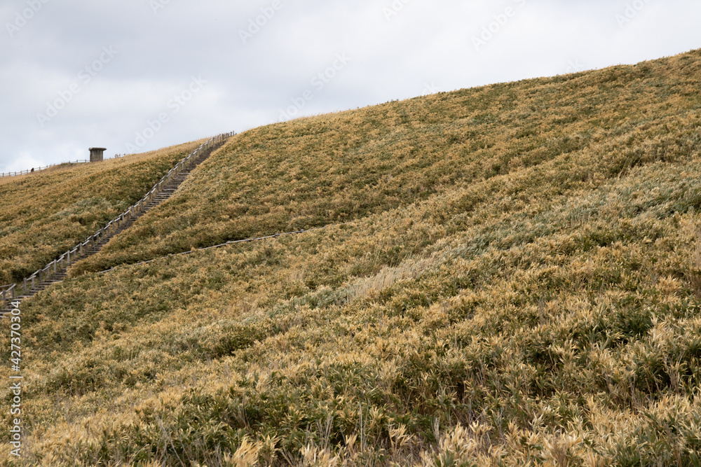 Naklejka premium Lots of sasa (broad-leaf bamboo)