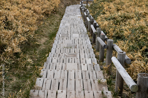 Wooden trail with Sasa (broad-leaf bamboo)