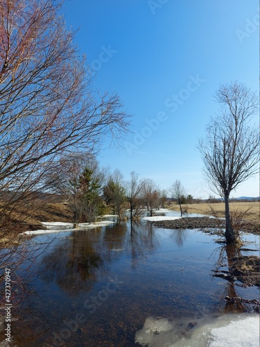 Spring Flood Area Melting Ice and Snow. Reflection of Bare Trees and Clear Blue Sky in Water © Tungalag