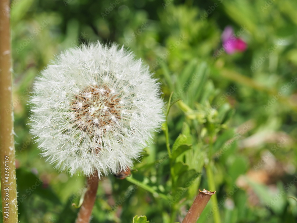 Obraz premium まん丸で可愛いタンポポの綿毛