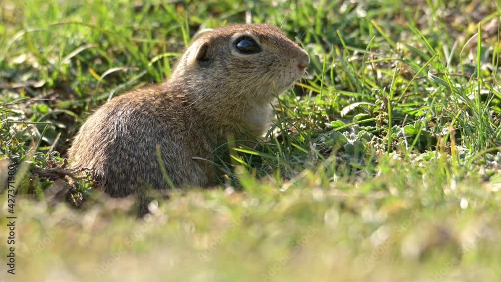 European ground squirrel (Spermophilus citellus) watching through its hole hidden in the grass. European ground squirrel (Spermophilus citellus) watching through its hole hidden in the grass.