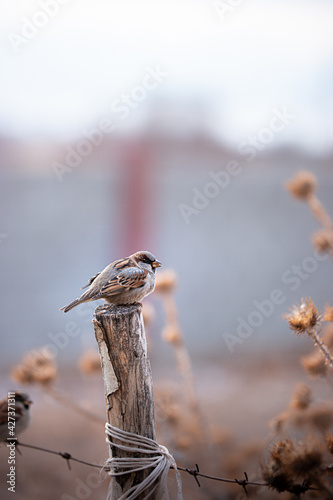 bird on a branch