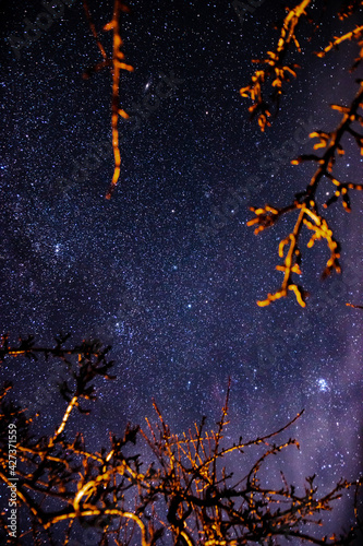 night stars through the trees