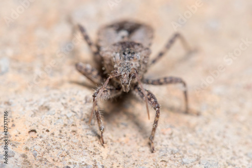 Coranus griseus walking on a rock on a sunny day. High quality photo