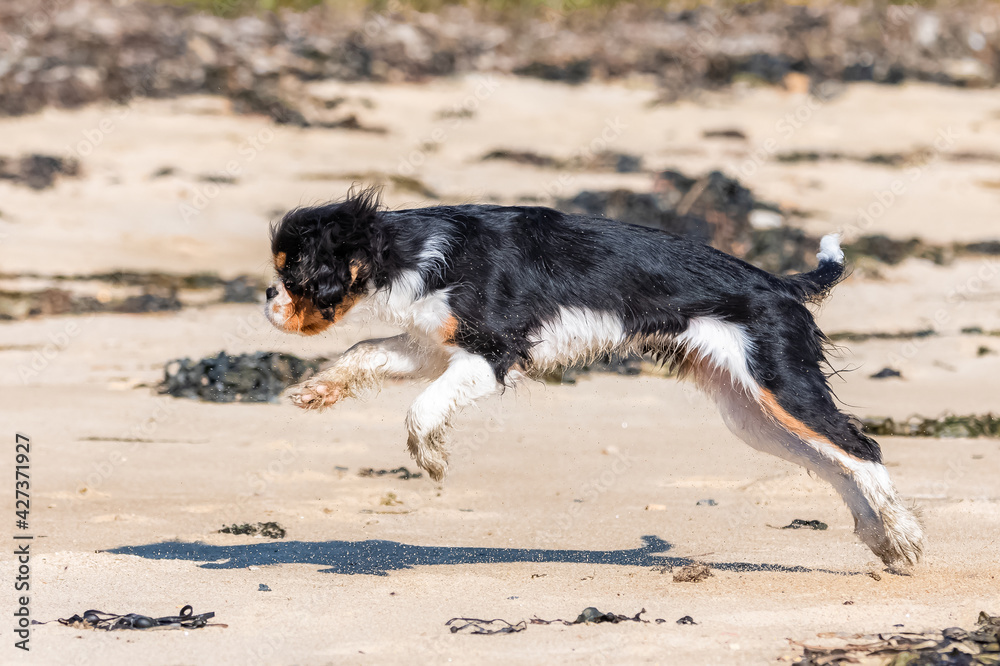  a cute puppy running on the beach