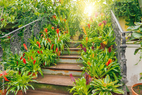 Plants of tropical raw bromeliad forest on display on an ancient staircase in a greenhouse garden.
