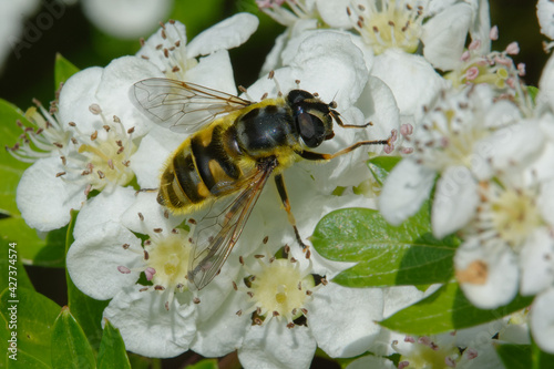 Hoverfly (Myathropa florea) on flowers photo