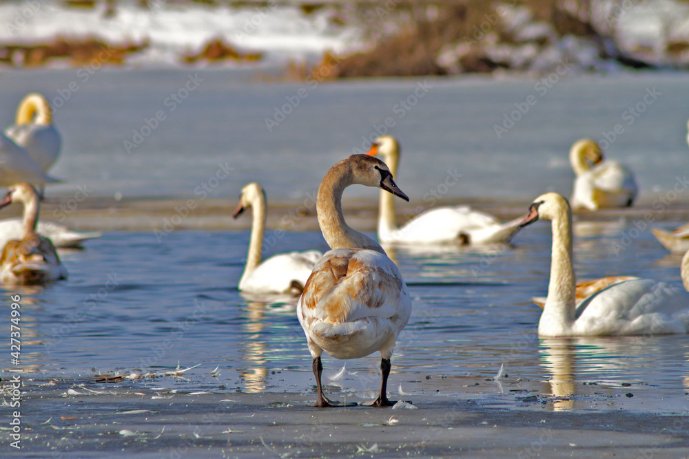 Obraz premium swans on the lake