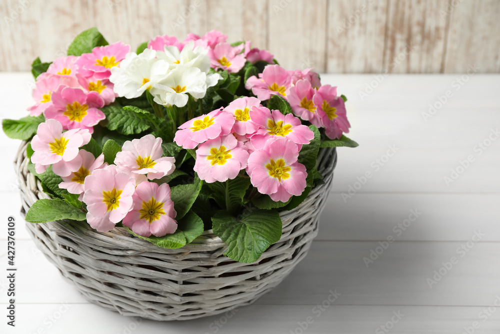 Beautiful primula (primrose) flowers in wicker basket on white wooden table. Spring blossom