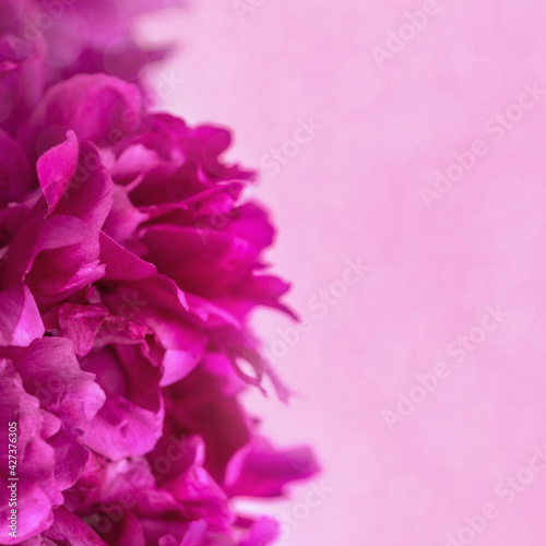 Fototapeta Naklejka Na Ścianę i Meble -  Beautiful floral nature background from red purple peony. Tender flower petals close up. Natural flowery backdrop
