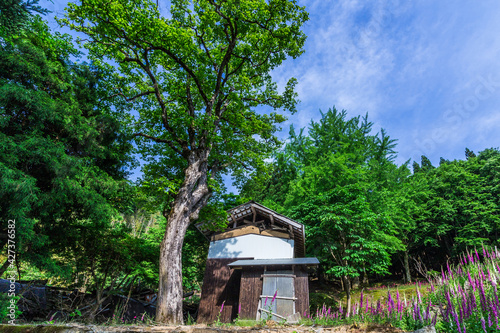 満開のジキタリスが咲く廃村、ここはどこだろうか？ photo