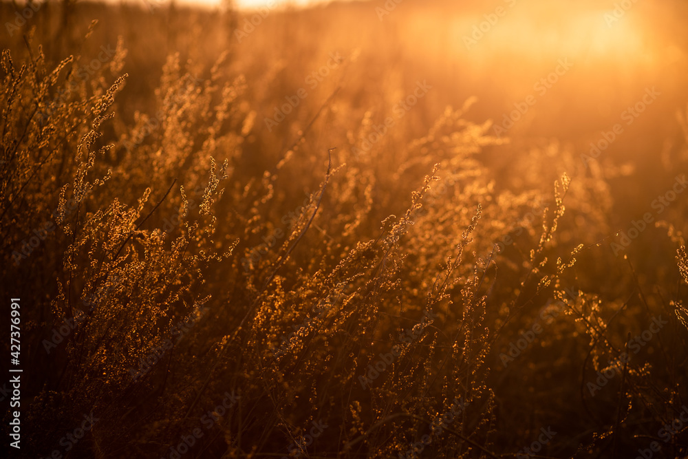 Obraz premium Low angle horizontal stock color photography of beautiful sunny abstract background of golden color. Closeup view of blurred wild grass and plants and defocused effect of sunny foliage in background